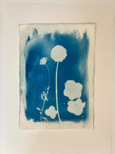 Load image into Gallery viewer, 'From The Garden' Cyanotype on Paper, Studio Sale