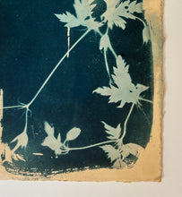 Load image into Gallery viewer, 'Botanical Trace' Cyanotype on Paper, Studio Sale
