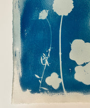 Load image into Gallery viewer, 'From The Garden' Cyanotype on Paper, Studio Sale
