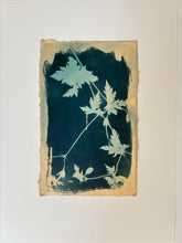 Load image into Gallery viewer, 'Botanical Trace' Cyanotype on Paper, Studio Sale
