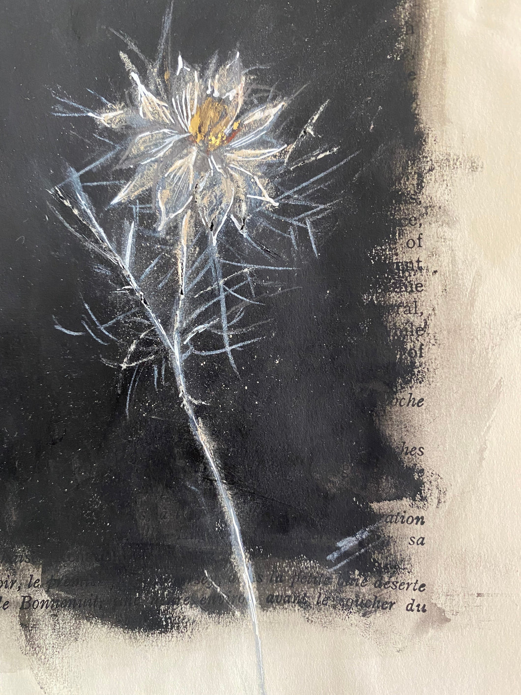 Love in a Mist Drawing